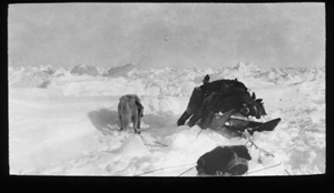 Image of Snow blinded Inuit lies across sledge